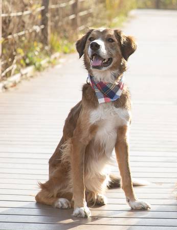 Dog lost – collie/hound mix.