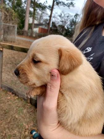 Lab/heeler Puppies