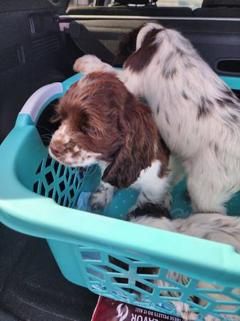 Cocker Spaniels & Springer Spaniel Mix