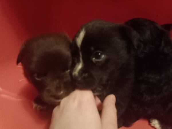 Stolen puppies