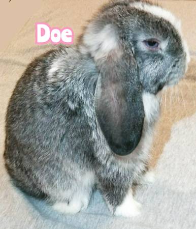 Adorable Holland Lop Bunnies – Pets Only!