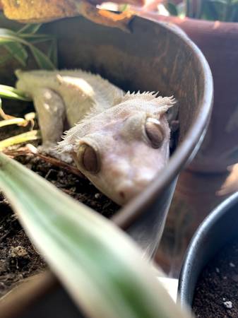 crested gecko