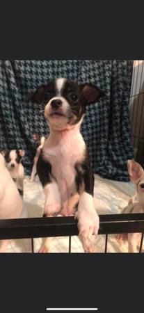 adopting Chihuahua puppies