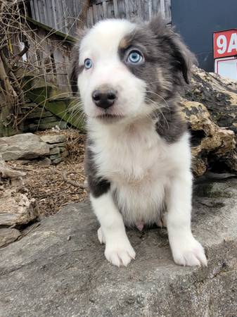 Australian shepherd puppy