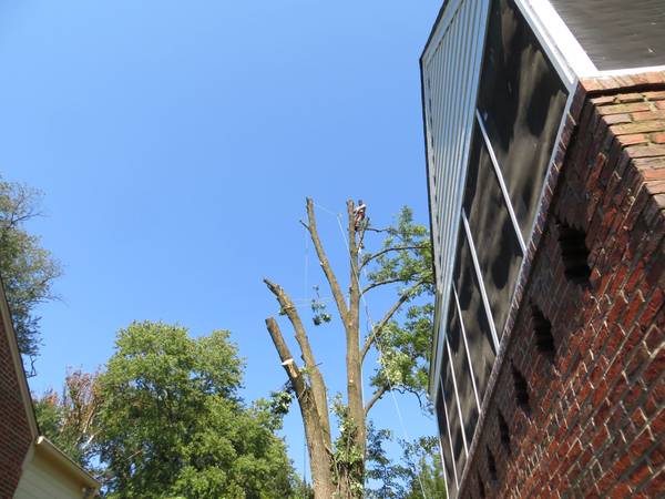 ??TREE SERVICE,TREE TRIMMING TREE REMOVAL BY MARIO??