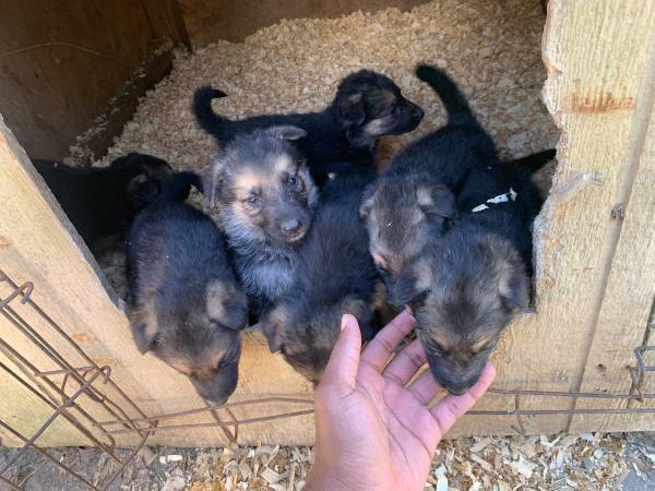 Rehoming German Shepherd Puppies