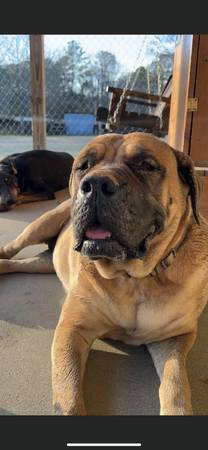 Free Mastiff and Doberman