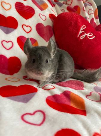 chinchilla looking for home