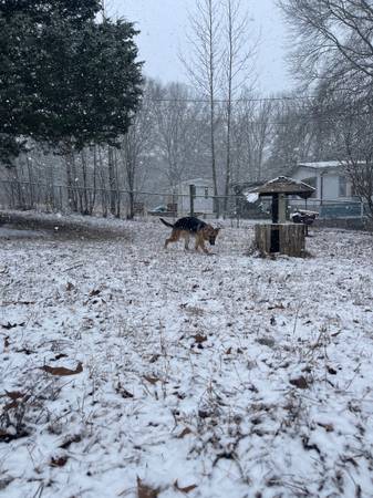 German Shepherd Puppy Rehoming