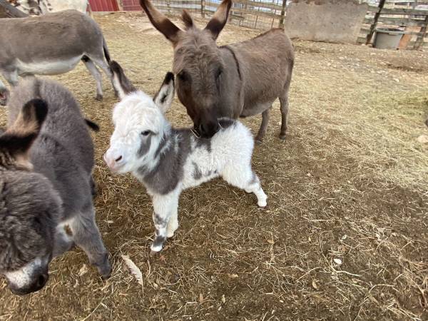 Baby Miniature Donkey Female