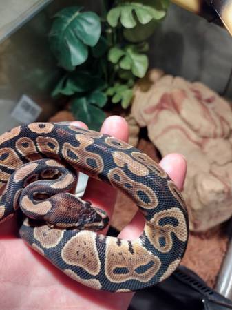 Corn snake and ball python rehome