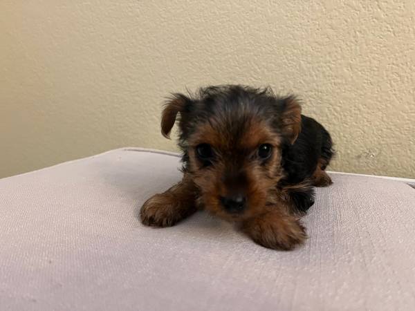 Yorkie puppies