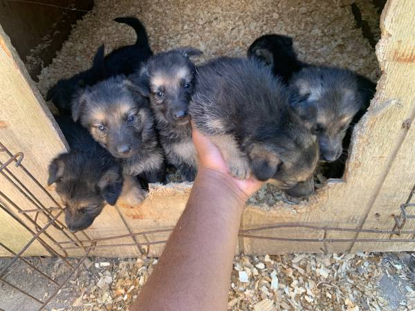 Rehoming German Shepherd Puppies