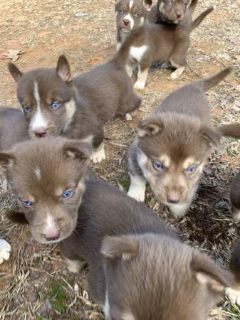 Blue eyed Husky