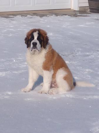 Saint Bernard Dog