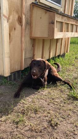 Lab/ Retriever Puppies