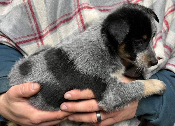 Rescue litters. Lab/shepherd and mini Aussie/heeler