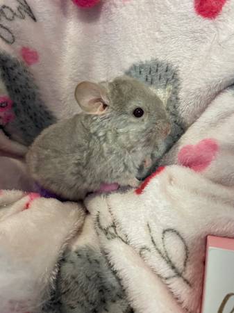 chinchilla looking for home