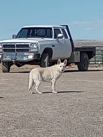 Rehoming a White German Shepherd