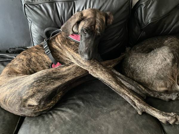 Super loving Great Dane