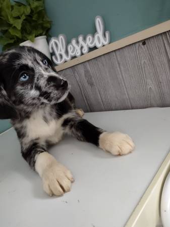 Australian shepherd puppy