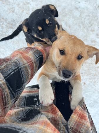 Rehoming German Shepherd/Red Heeler Puppies