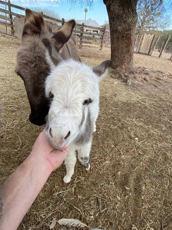 Baby Miniature Donkey Female