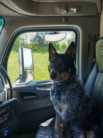 Blue Heeler