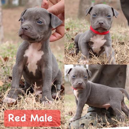 American XL Bully Pups