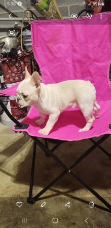 French bulldog female akc