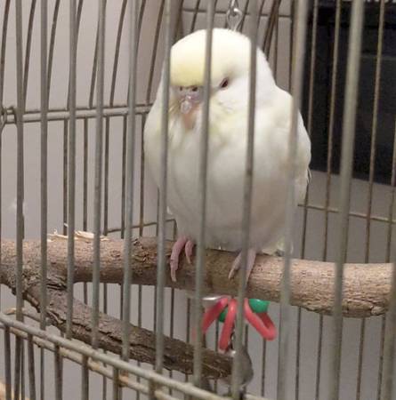 Yellow Parakeet Found