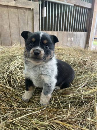 cowboy corgis and full stock corgis