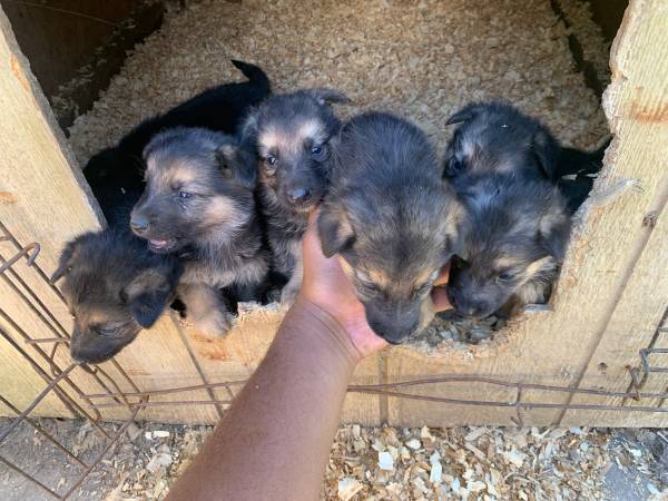 Rehoming German Shepherd Puppies