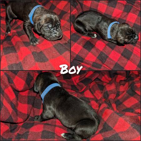 Cane Corso/Italian Mastiff Puppies