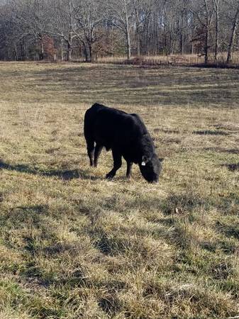 Black Angus Bulls