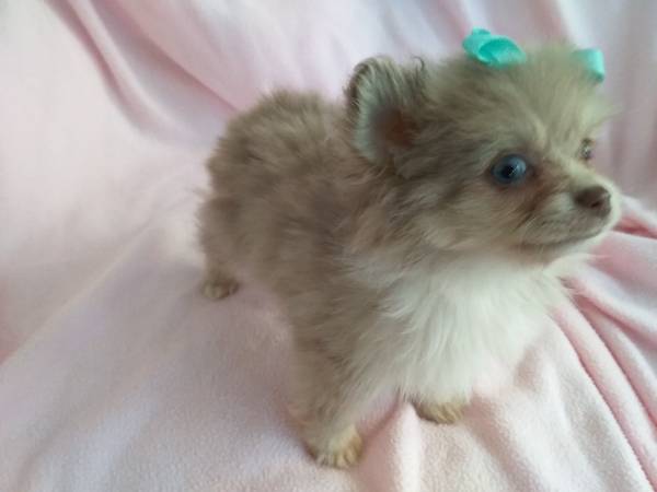 Pomeranian. Male puppy