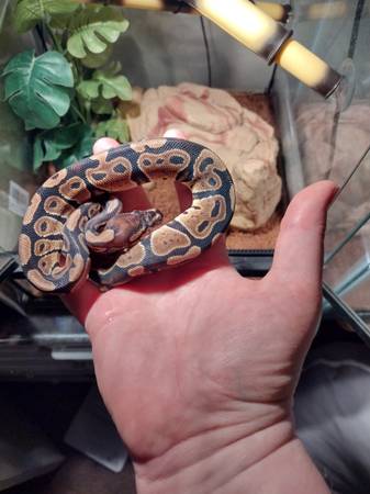 Corn snake and ball python rehome