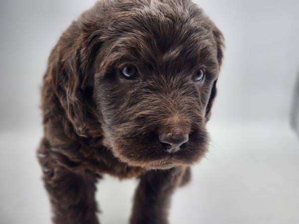 Labradoodles