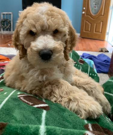 Goldendoodle