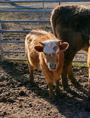 Miniature Cattle