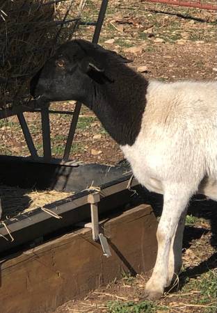 ?? Dorper Sheep ?? Plenty of NICE NICE young females!