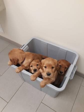 Irish Golden puppy