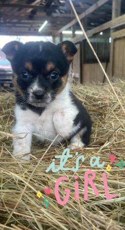 cowboy corgis and full stock corgis