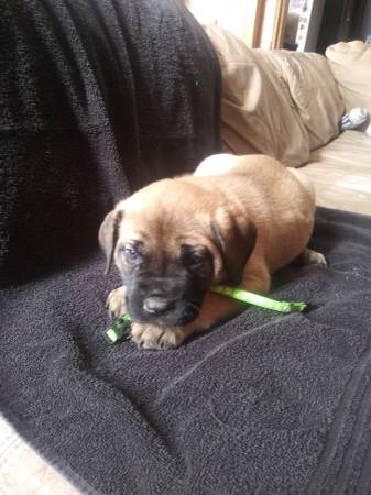 Bull mastiff puppies