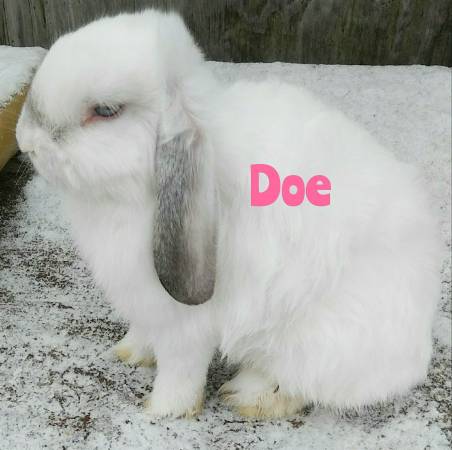 Adorable Holland Lop Bunnies – Pets Only!