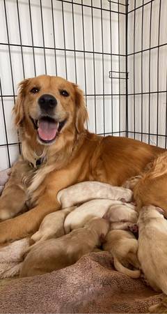 AKC Registered Golden Retrievers