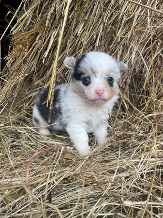 cowboy corgis and full stock corgis