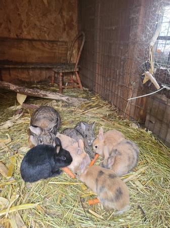 Bunnies ready for a home