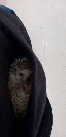 2 hedgehogs for reasonable fee