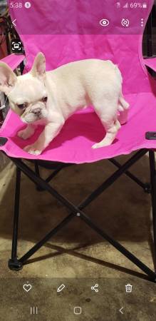 French bulldog female akc